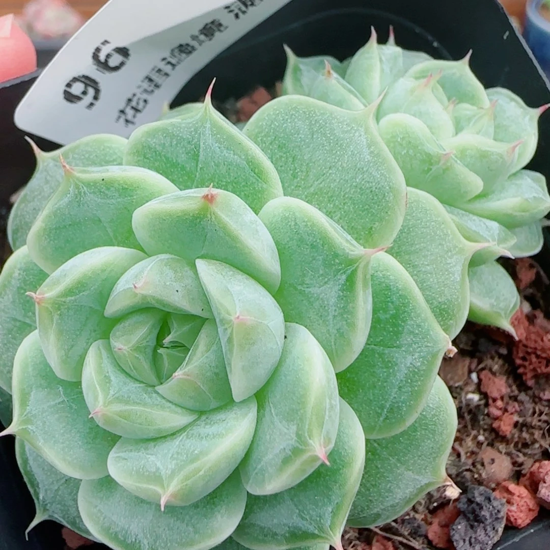 花语逸镜0927-96女王