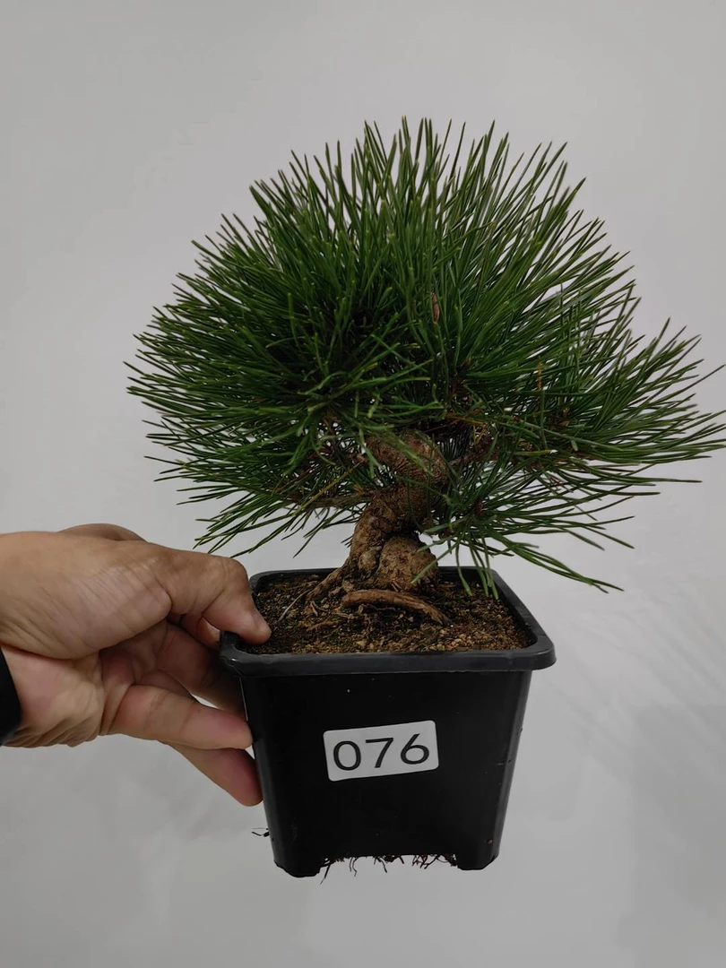 黑松老桩盆栽室内桌面四季常青观赏绿植适合办公室茶室