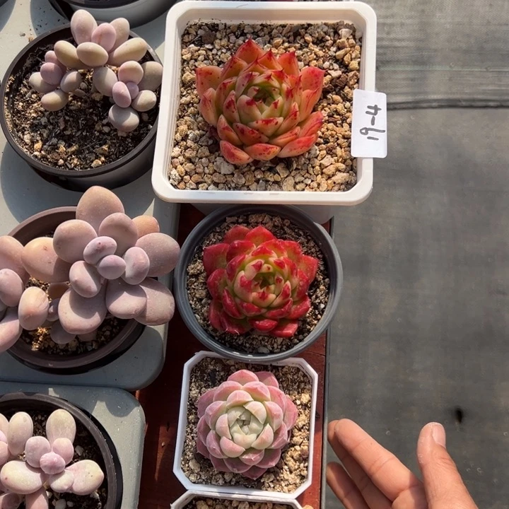 北**音19-4套餐5个