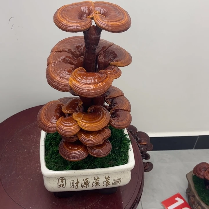 无花朵灵芝盆景 室内观赏