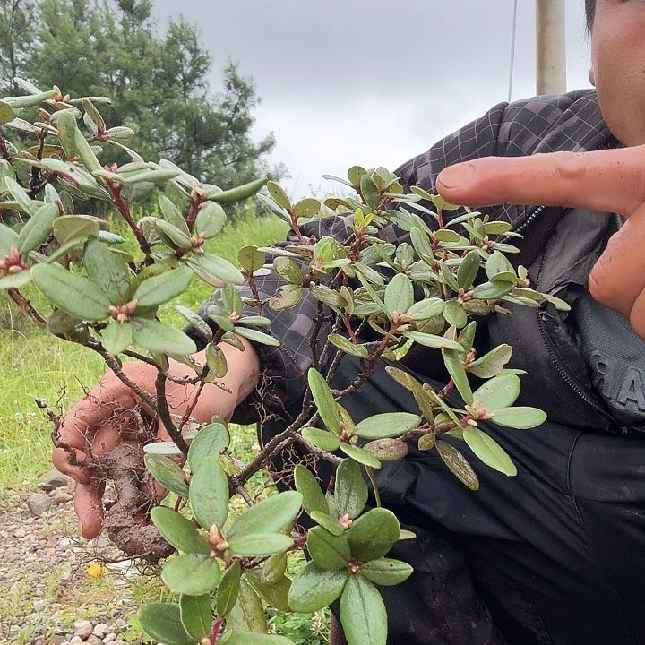 当前无花栽培后可以开花