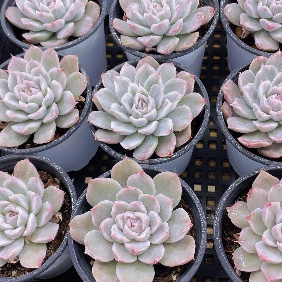 量拍81号 辛普森锦单头2个