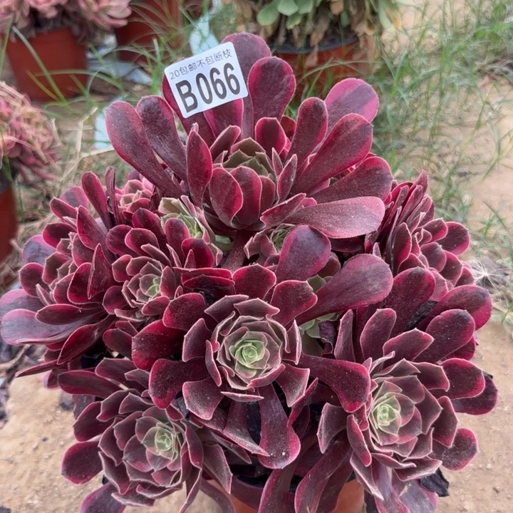 凤冠……多肉植物……