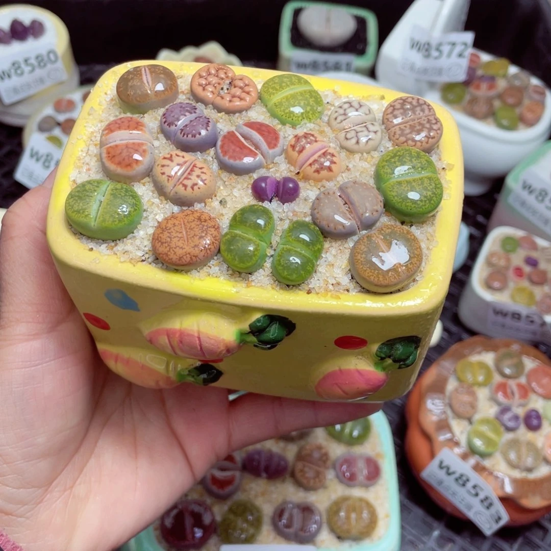 w8584-零下地区拍保温箱-15支持寄养