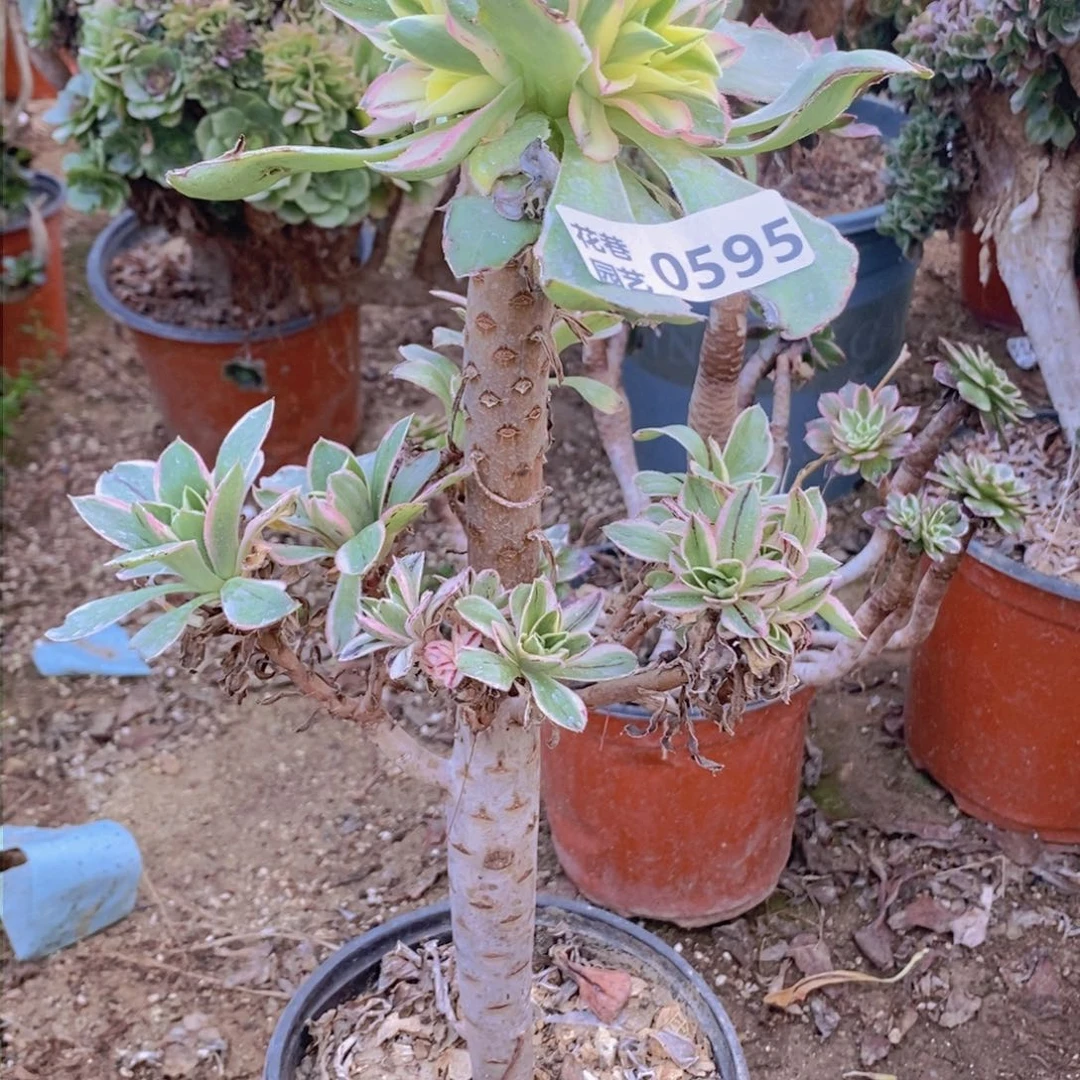 595 号一物一拍多肉植物