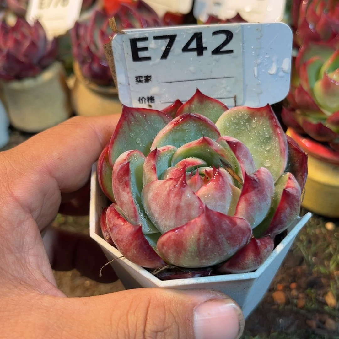 惊鸿一瞥742号多肉