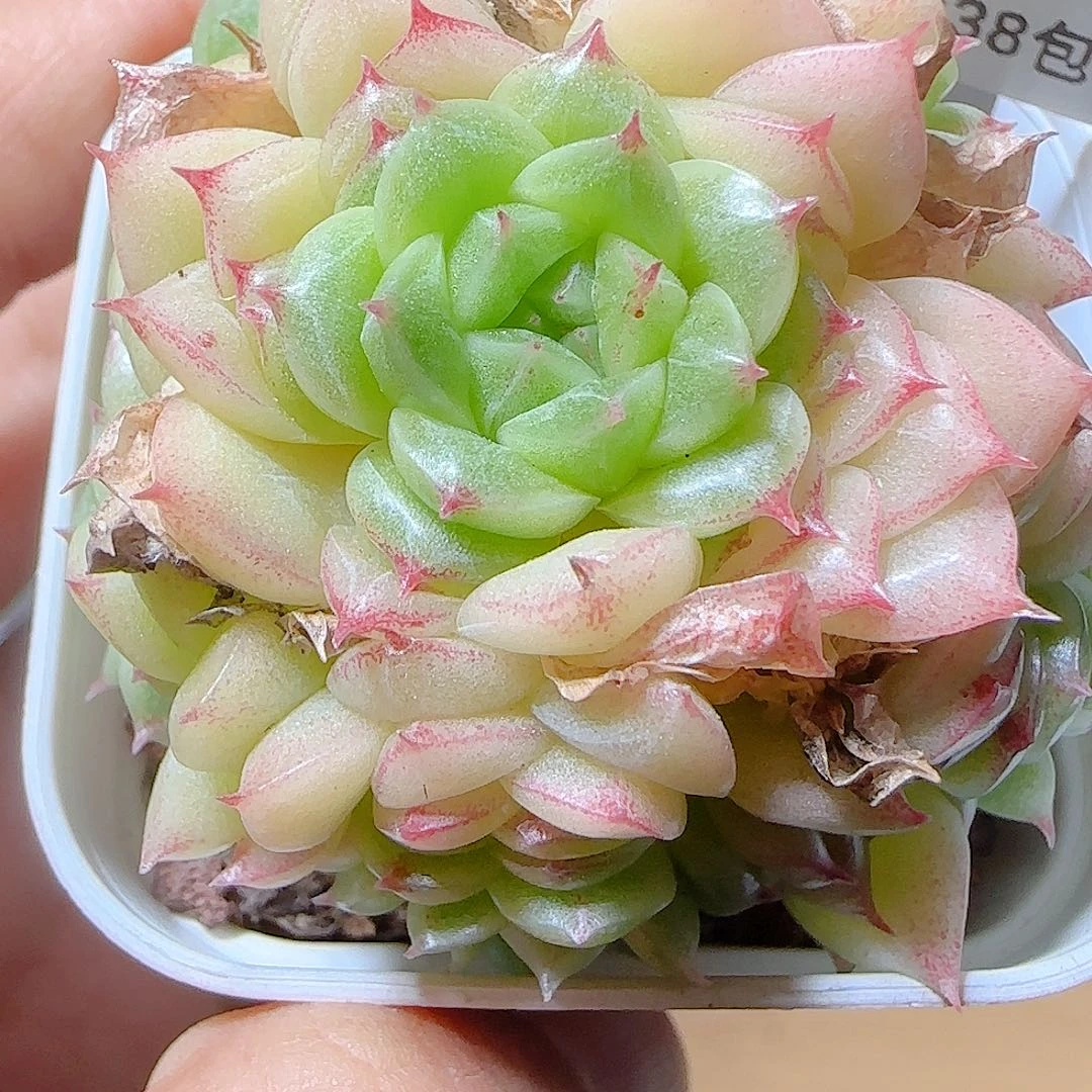 1030-267fm-200麦秆