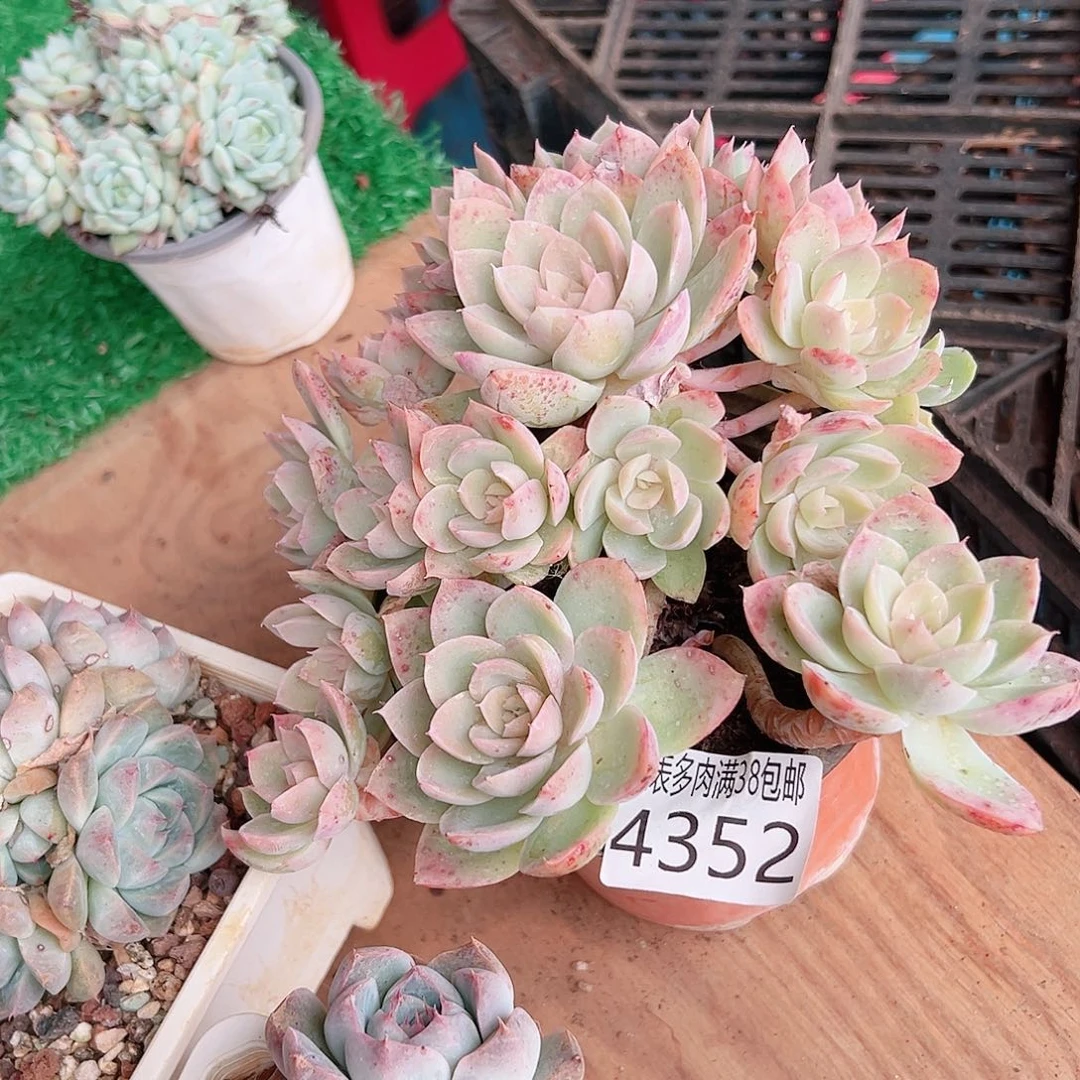 爱***笨无花朵多肉一物一拍植物4352