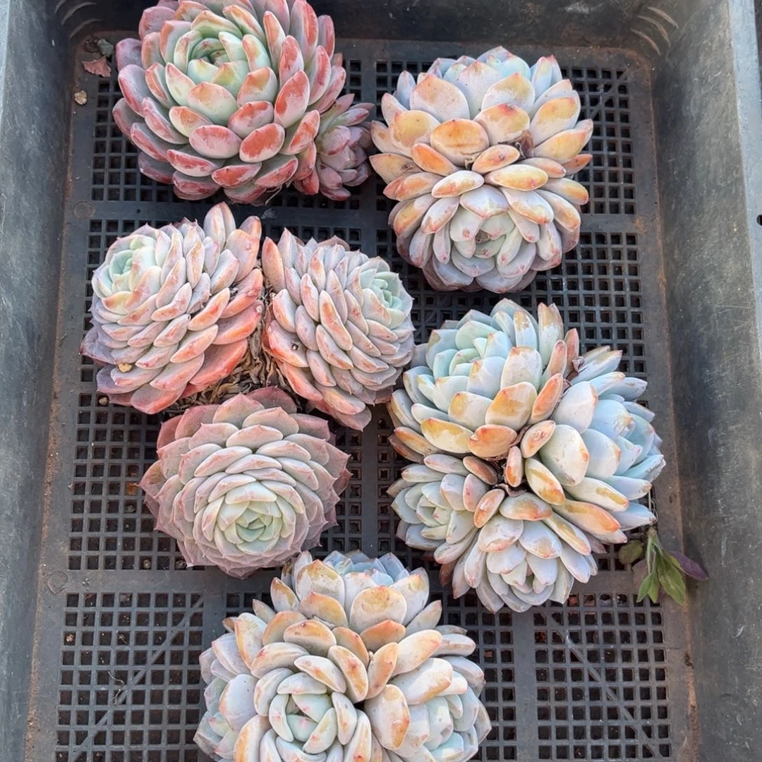 841号新疆西藏内蒙古不包邮的