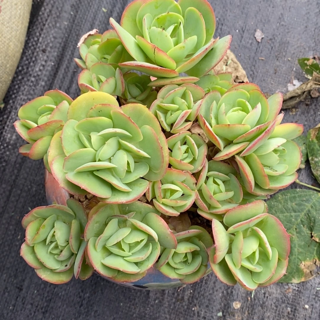 碧桃老桩有砍包邮