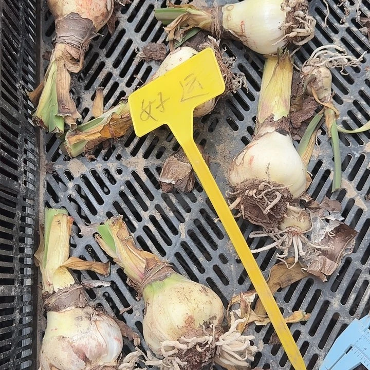 好运6厘米左右瑕疵球2个装