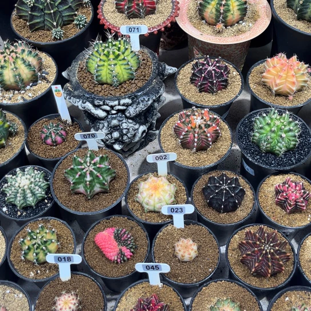 花友专拍———————————