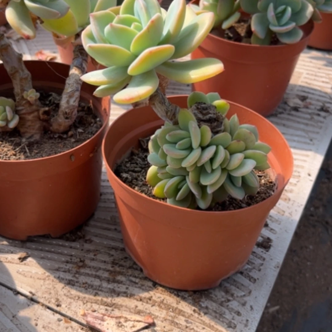 【闪购商品】M****a白凤