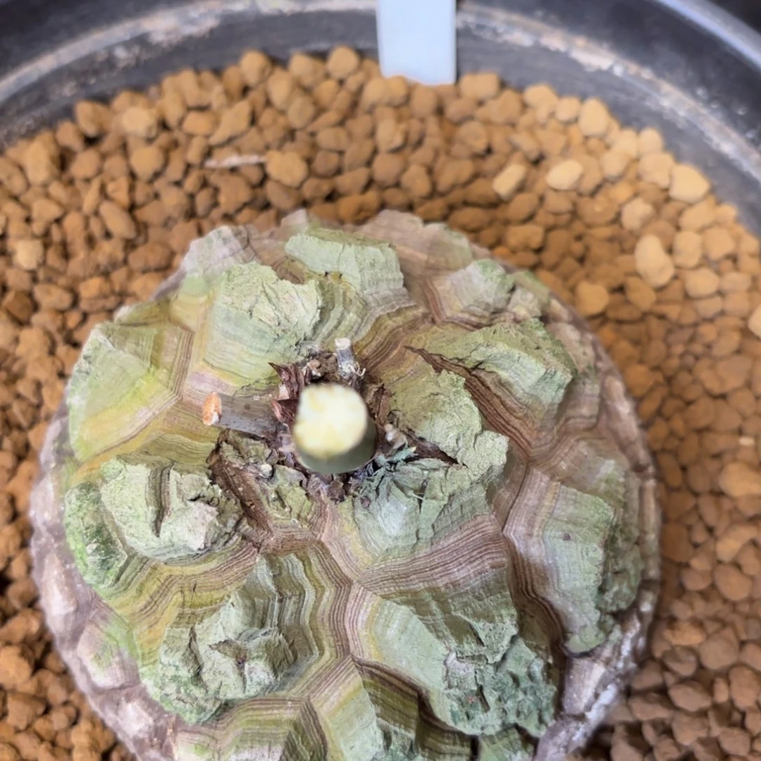 80号龟甲龙不退不换