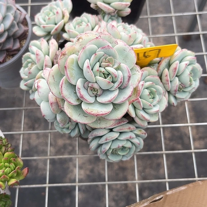 两单包邮，一物一拍香草167