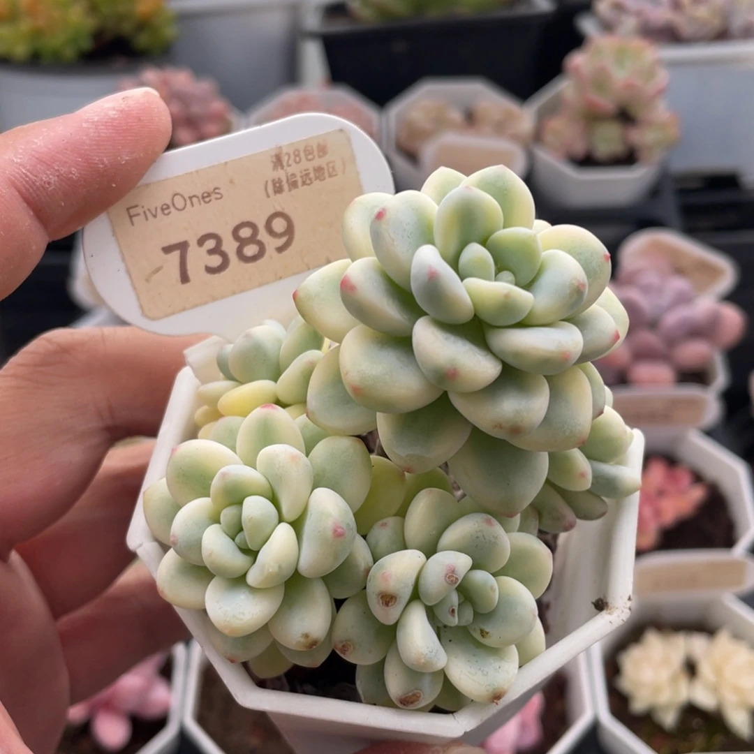 劳尔锦7389-6.5厘米