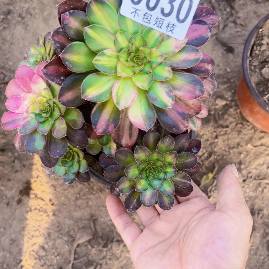 爱马仕多肉植物法师0030
