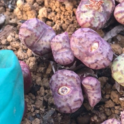 多肉肉锥 Cr1004红宝石安贞