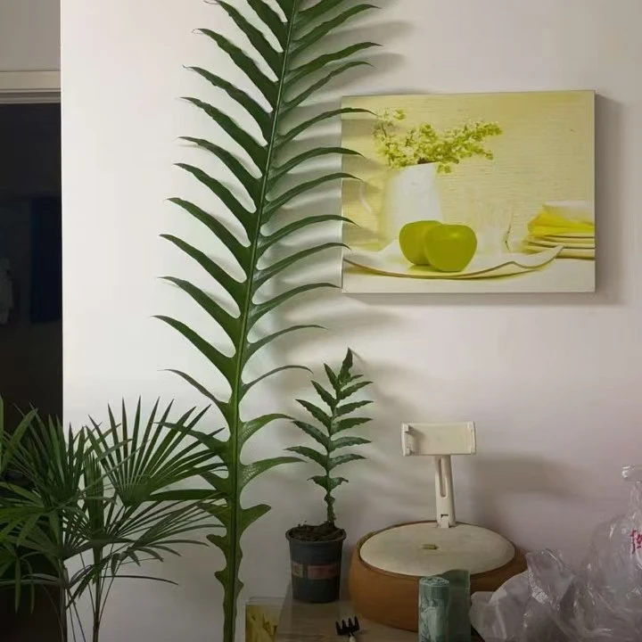 网红室内装饰造景绿植王冠蕨一物一拍！介意微瑕疵勿拍