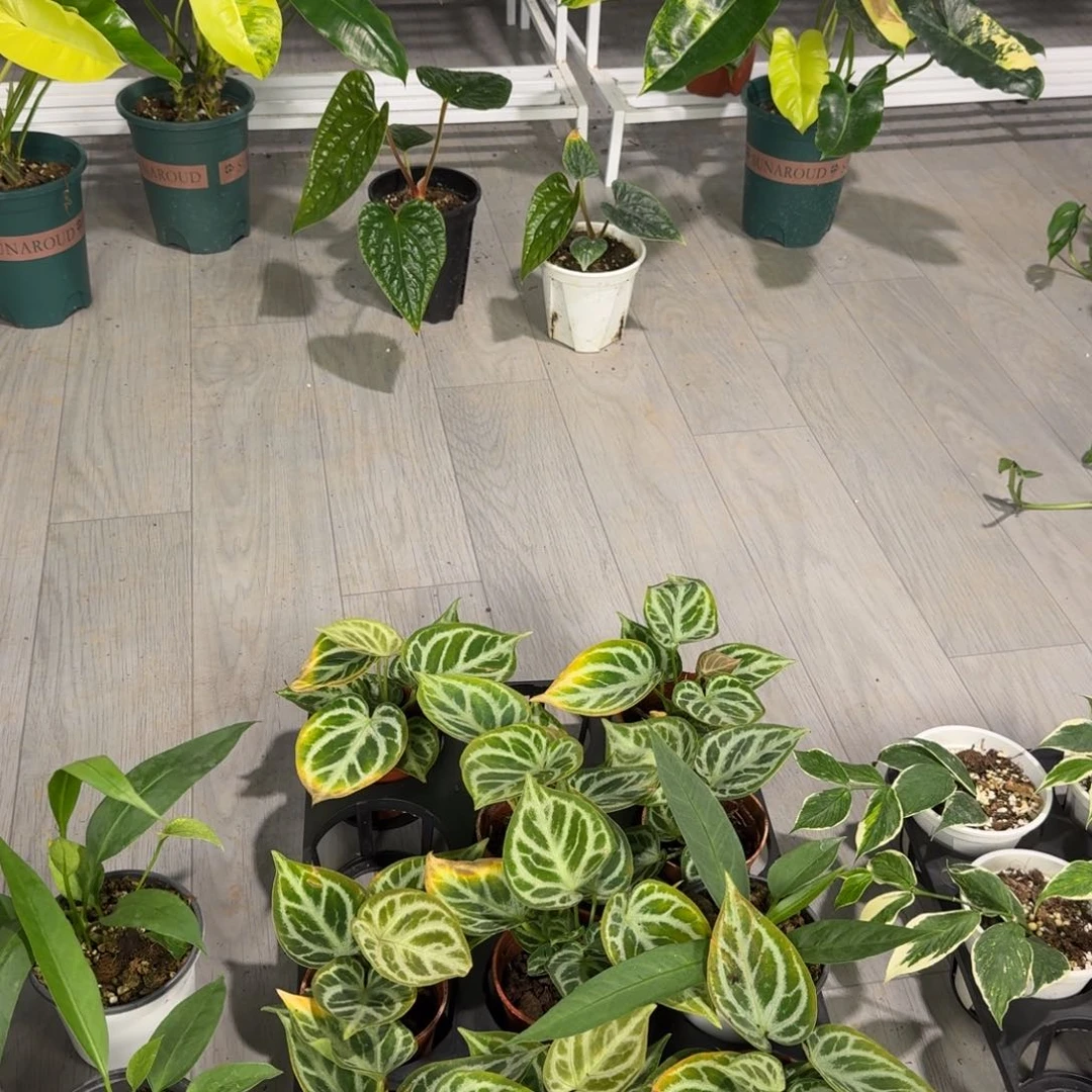 完全开放福利炸款铜锣烧维塔