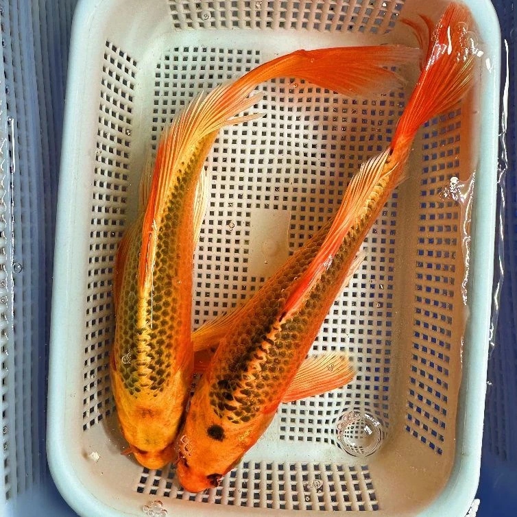 5号【精品德系大金龙锦鲤13-15公分】 日系锦鲤冷水观赏鱼包邮