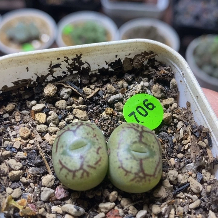 杂交漂亮多肉植物706