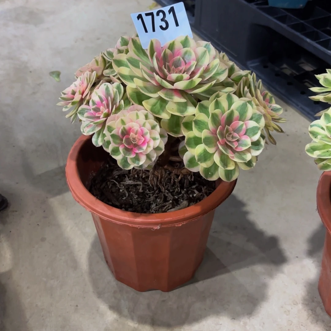 无花朵1731倾城111111