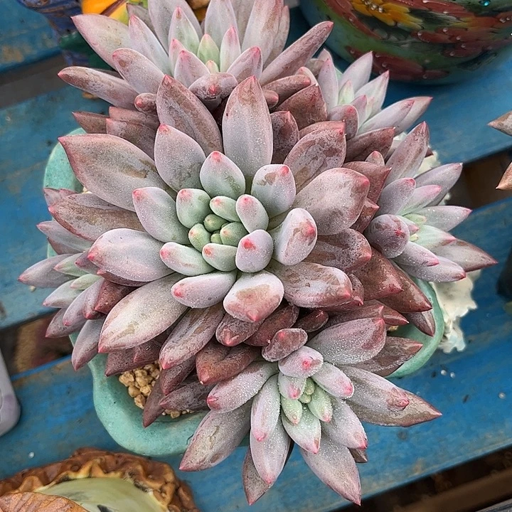 多肉植物一物一拍