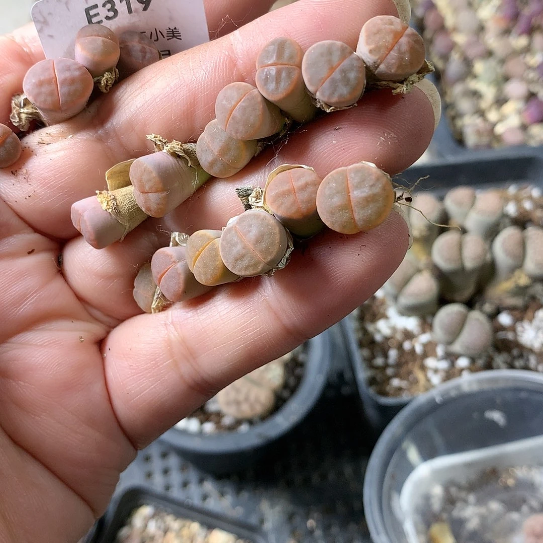 -*E319多肉植物保护研究所