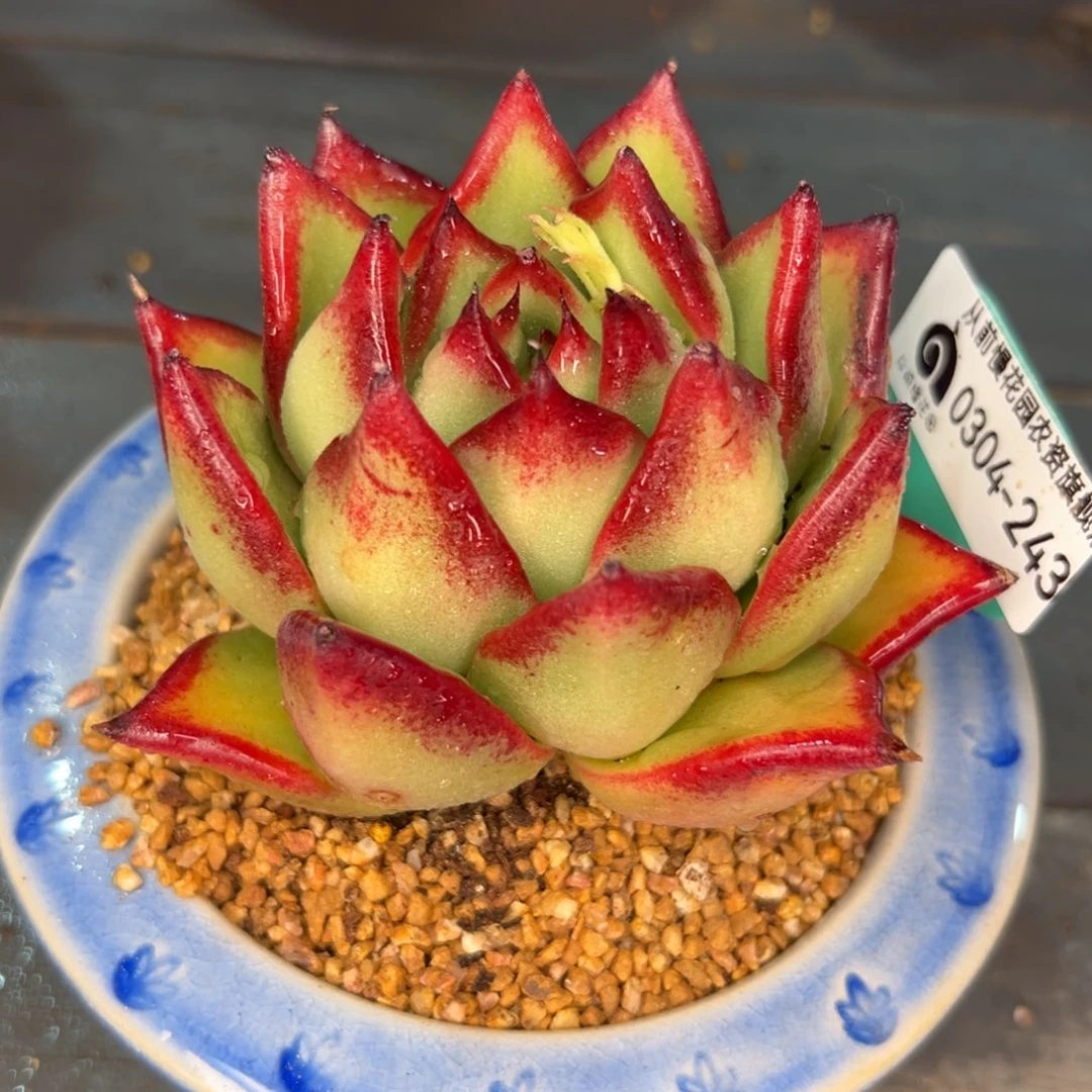 多肉一物一拍0304-243