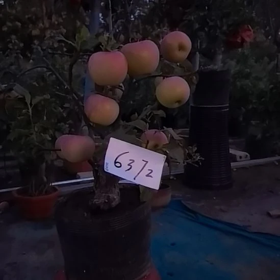 无花朵精品苹果盆景