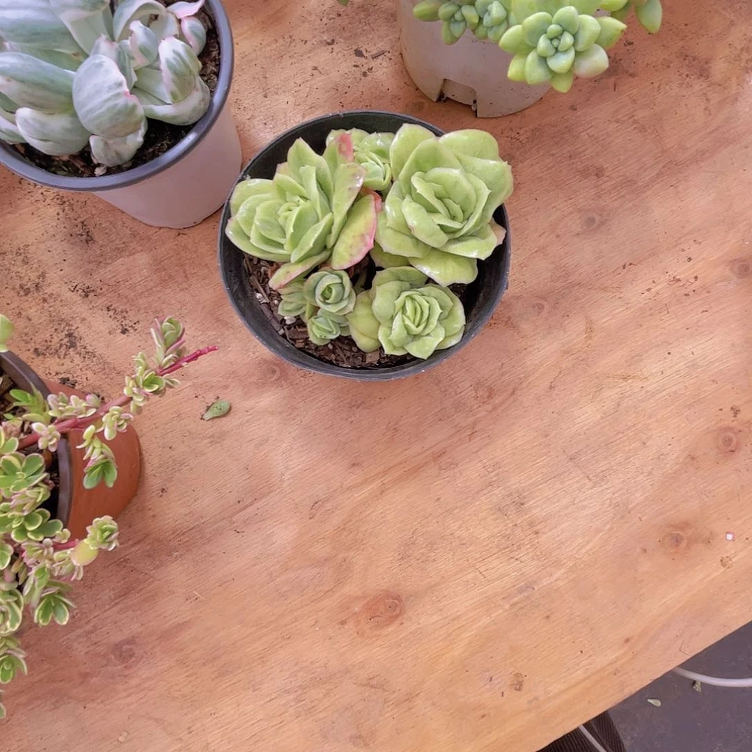 l***f0000000000000000158