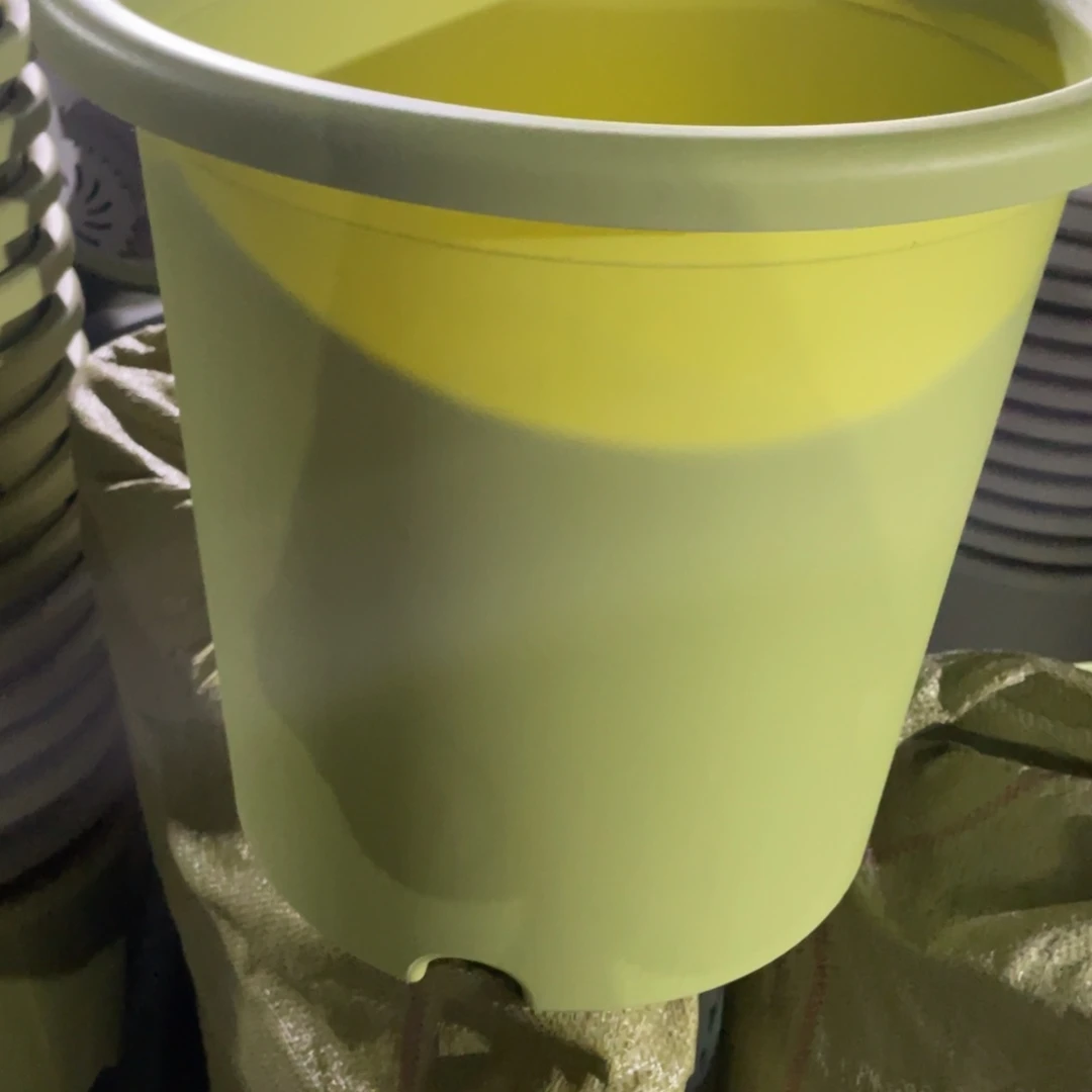 思**姐微瑕8#无拖果绿色5个