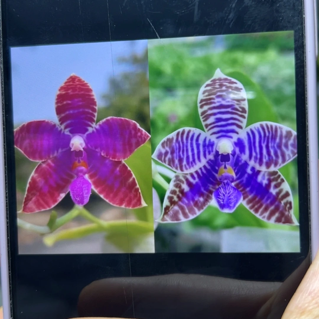 当前无花栽培后可以开花红路德交蓝路德