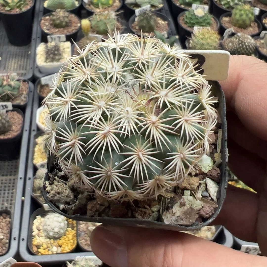 543顶花球海胆实生
