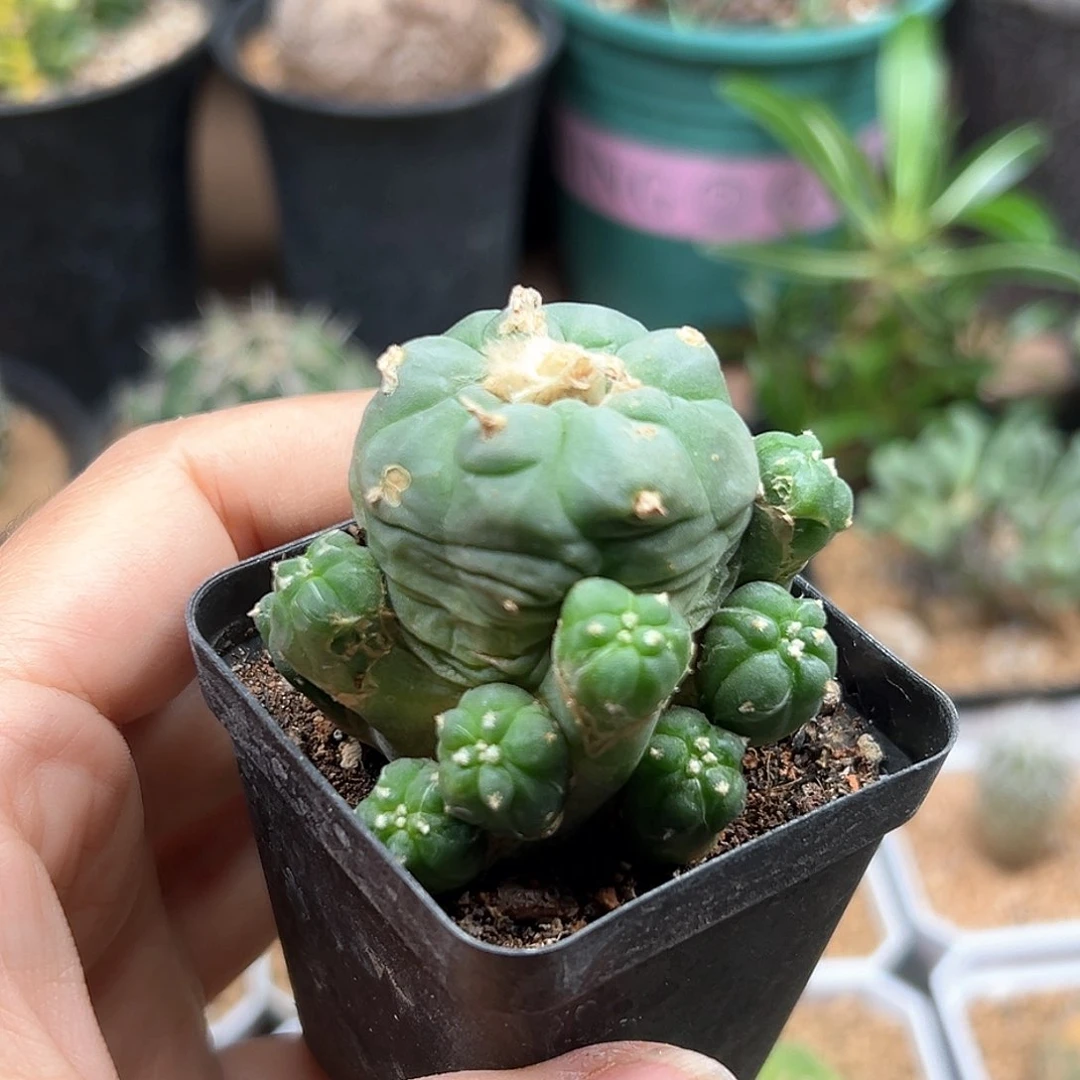 实生海鲜群一颗一颗