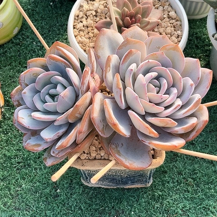 奶茶12号码牌子的话题了