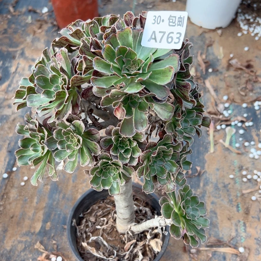 763 多肉不包断枝