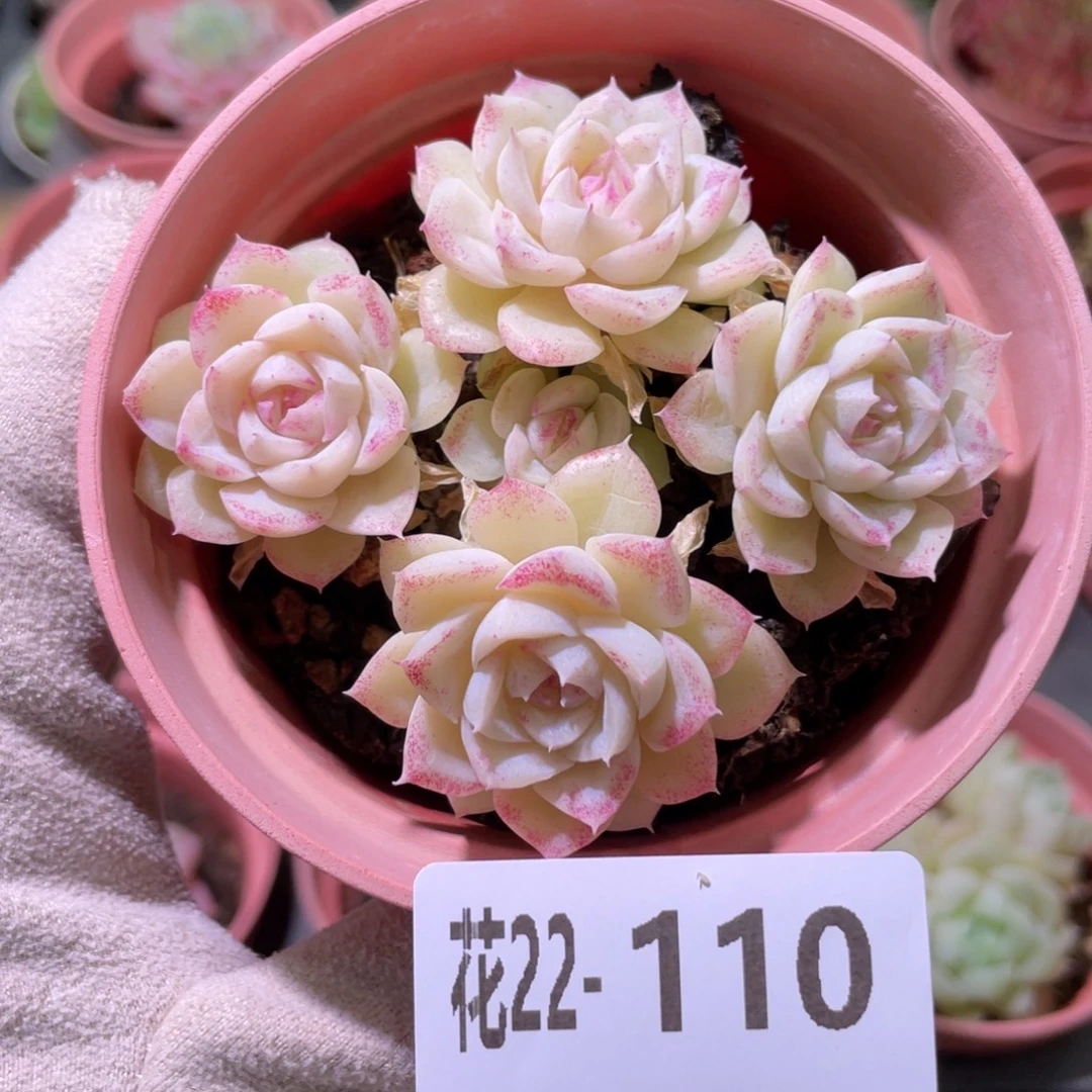 花利美22-110白天鹅