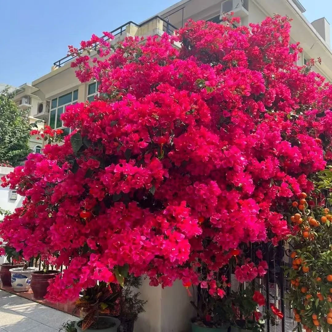 【同安红】原生袋苗三角梅包对版不包huo 无售后