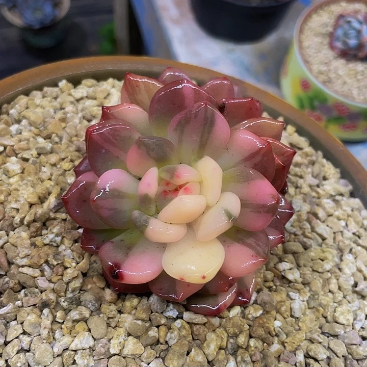 橙子白锦彩锦花脸哦哦哦哦哦