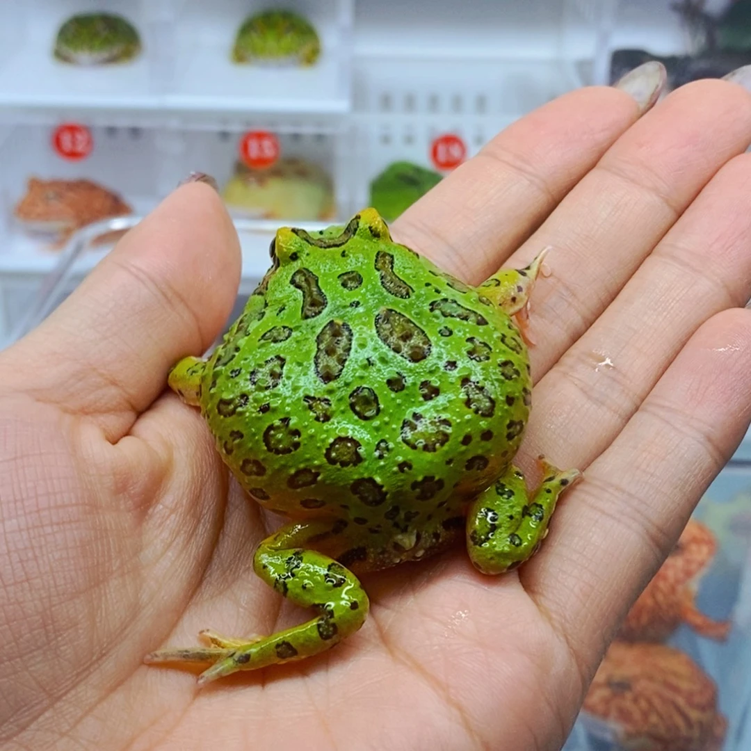 拳****角蛙南美角蛙南美中角