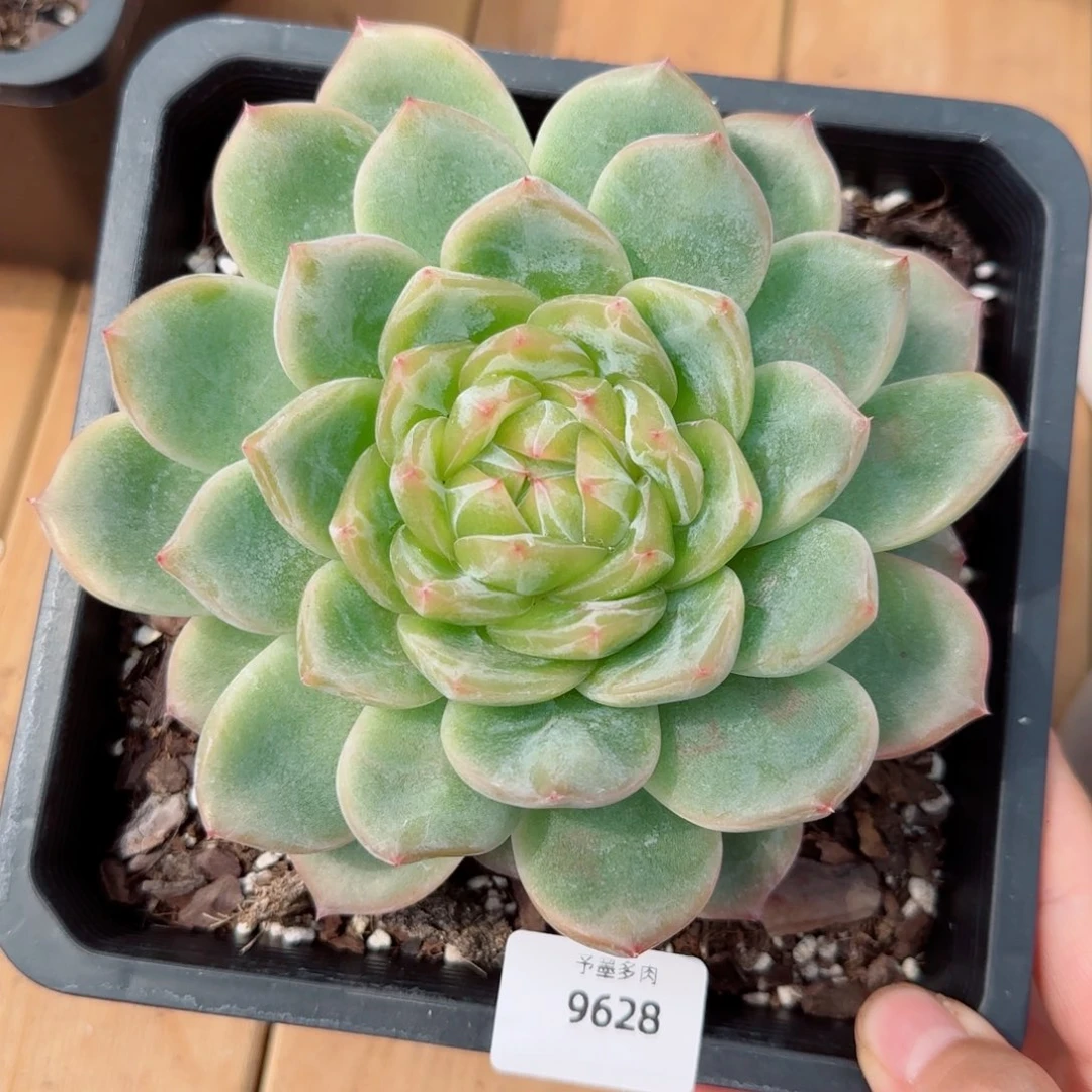 海洋之星，9628多肉植物