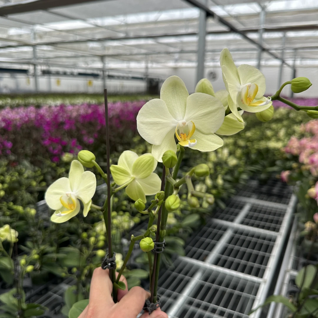 【卡利 3.0寸】蝴蝶兰高档鲜花盆栽