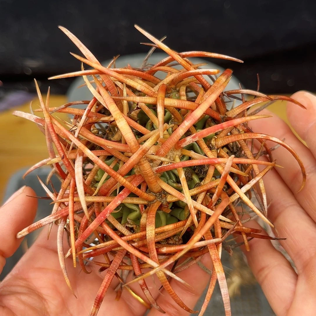 大龙冠一物一拍黄金刺