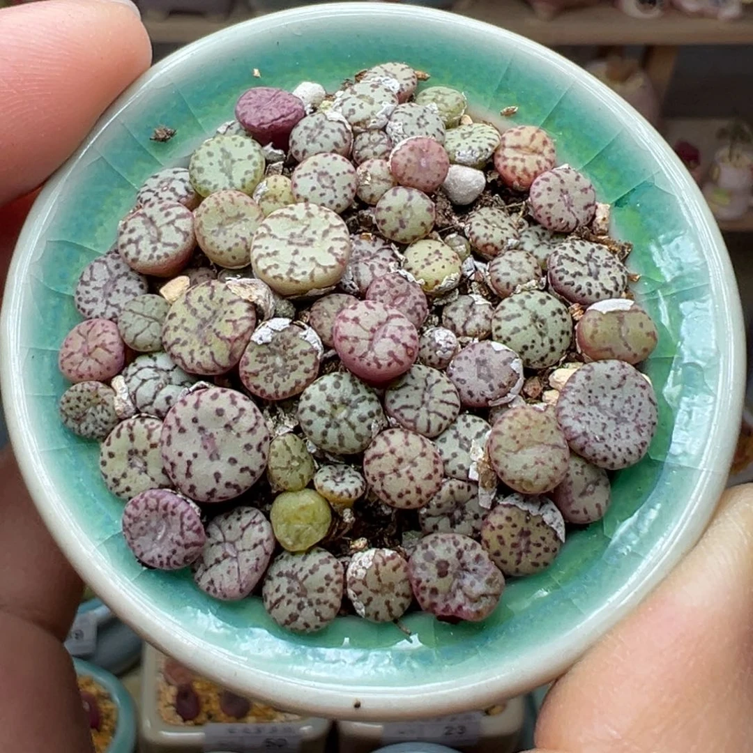 多肉植物81号安贞混合