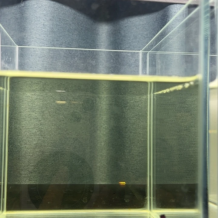 斗鱼泰国斗鱼A08号