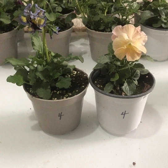 大部分花苞少量开放绞瑾花两盆组合一物一拍