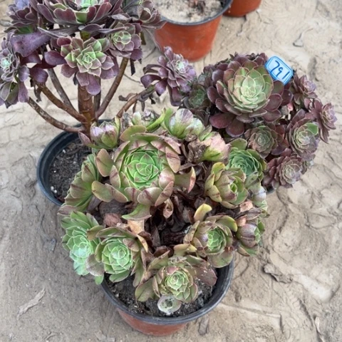 791多肉植物组合，