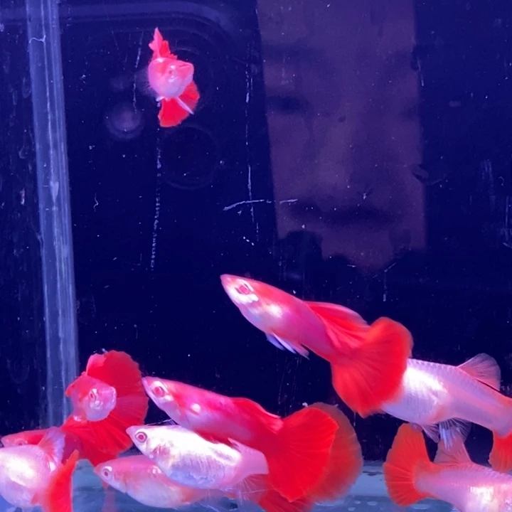 孔雀鱼扇子白子10条包邮